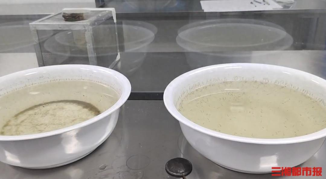 今年蚊子不是變少了只是熱“懶”了