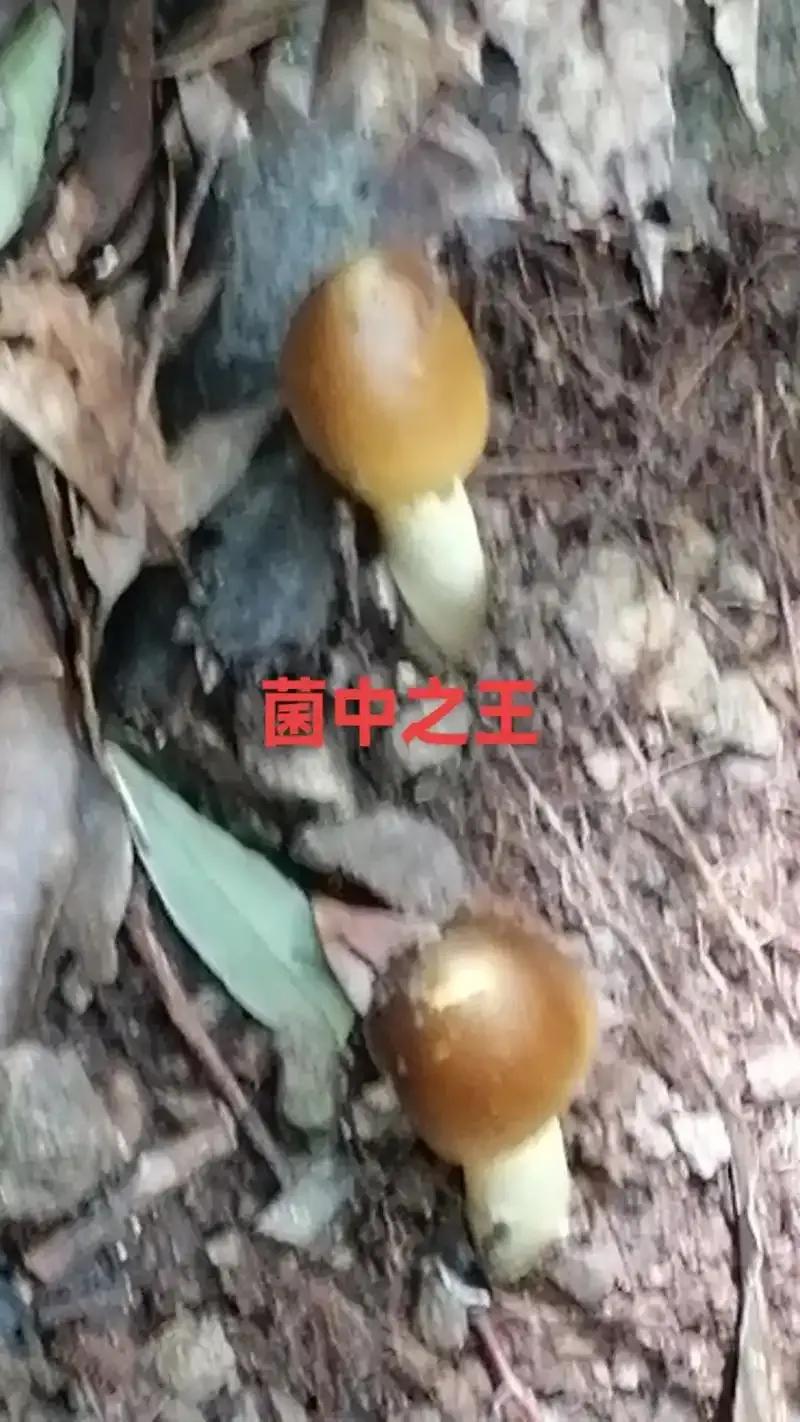 菌中之王火了 最貴賣到每公斤1800元