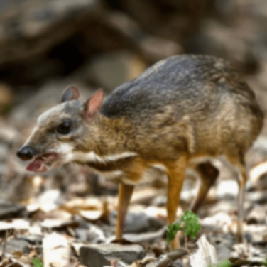 小紅書開源了首個多模態大模型dots.vlm1,性能直追SOTA!