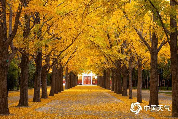 錯過再等一年!全國銀杏觀賞地圖來了