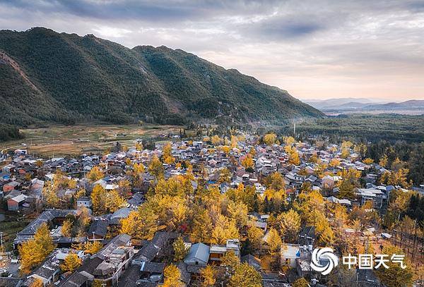 錯過再等一年!全國銀杏觀賞地圖來了
